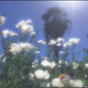 Meet your Posher, Kami